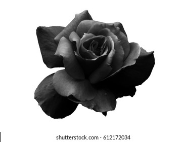 Black Rose