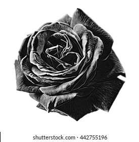 Black Rose.isolated On White Background. Illustration, Digital Art.