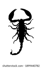 black scorpion silhouette isolated on white background. High quality photo