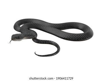 ヘビ の画像 写真素材 ベクター画像 Shutterstock