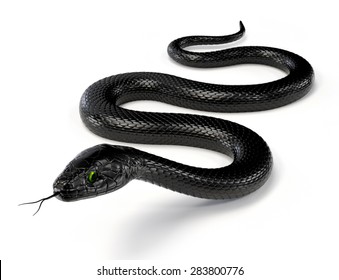 Black Snake Isolated On White Background