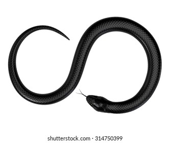 Black Snake Isolated On White Background