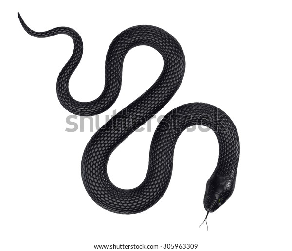 Serpent Noir Isole Sur Fond Blanc Illustration De Stock