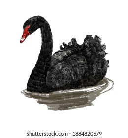 Black Swan Isolated On White Background