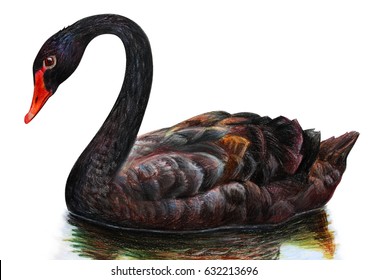 Black Swan Realistic Drawing