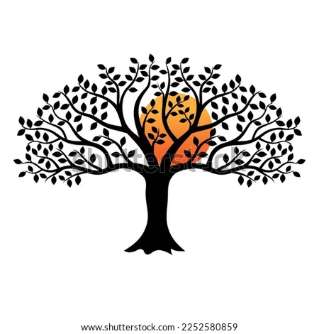 black tree with sun set view