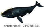 Black whale Eubalaena glacialis painting isolated