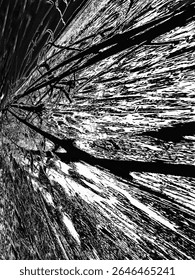Fondo blanco y negro