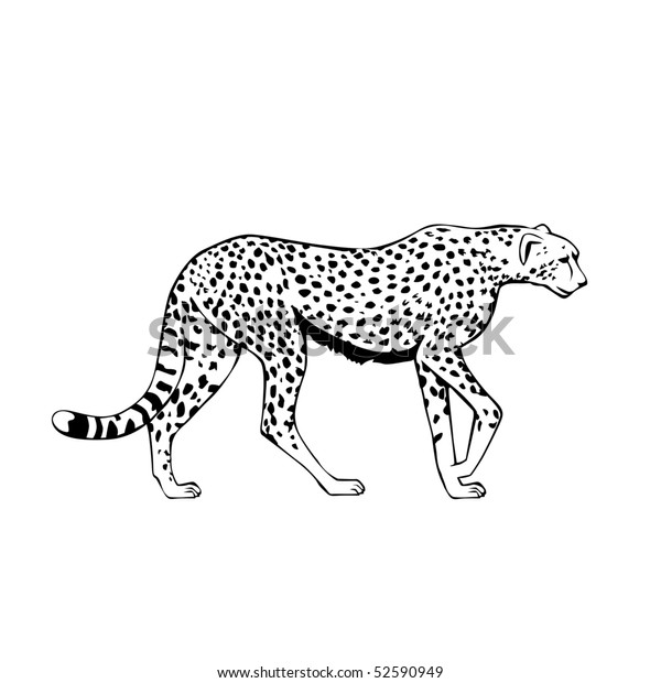 Black White Cheetah Illustration Stock Illustration 52590949