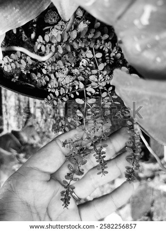 Black and white close-up of delicate tiny leaves with dewdrops resting on a human hand. A beautiful composition capturing the harmony between nature and touch, perfect for themes of mindfulness, growt
