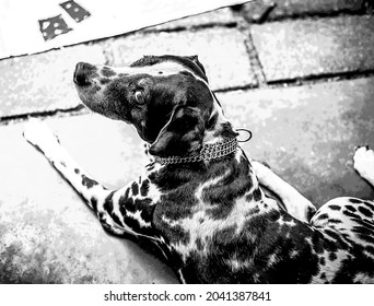 Black And White Dalmation Dog