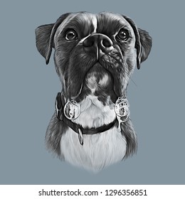 Black And White Drawing Of French Bulldog With Drool Isolated On Gray Background. Vintage Style Sketch Of Boxer Dog. Hand Painted Illustration Of Pets. Design Template. Good For Print T-shirt, Pillow