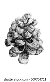 Black White Drawing Pine Cone Stock Illustration 309704711 | Shutterstock