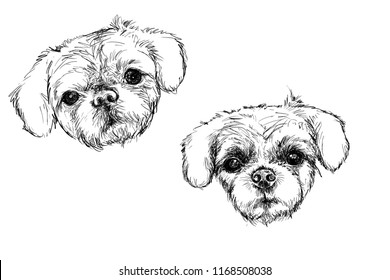 
Black and white drawing A drawing of Shih Tzu dogs.