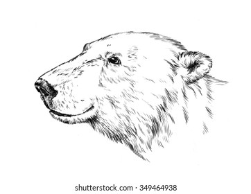 Realistic Bear Drawing Images, Stock Photos & Vectors | Shutterstock