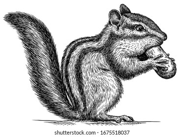 578 Chipmunk with black and white stripes Images, Stock Photos ...