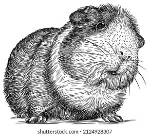 Black And White Engrave Isolated Guinea Pig Art