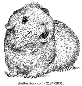 Black White Engrave Isolated Guinea Pig Stock Illustration 2124928313 ...