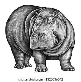 Hippo Outline Images, Stock Photos & Vectors | Shutterstock