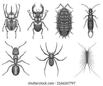black and white engrave isolated insects art