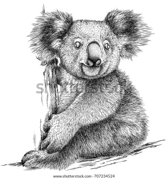 Black White Engrave Isolated Koala Illustration Stock Illustration ...