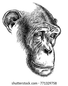 271 Simian Line Images, Stock Photos & Vectors | Shutterstock