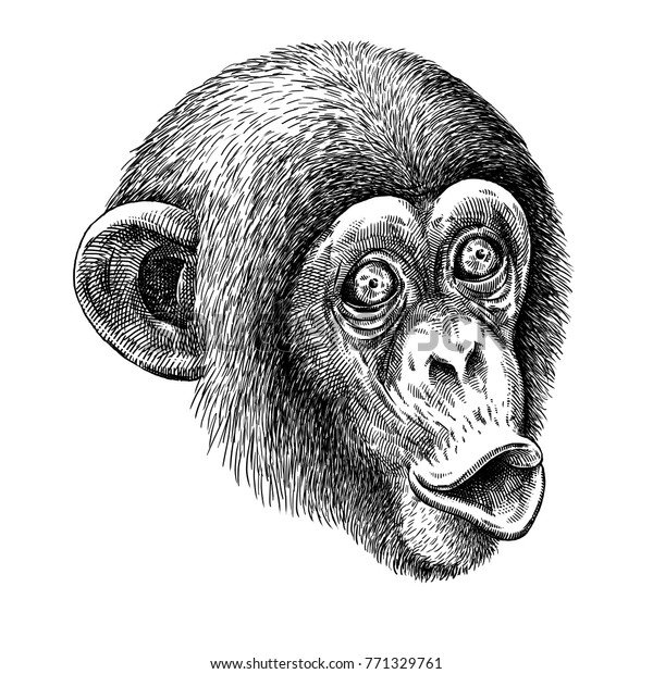 白黒のサングラーブ猿のイラスト のイラスト素材