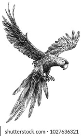 black   white engrave isolated parrot illustration