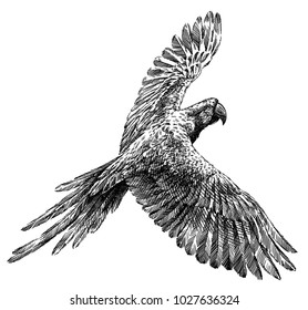 black   white engrave isolated parrot illustration