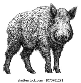 Black White Engrave Isolated Pig Illustration Stock Illustration ...