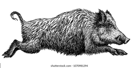 black and white engrave isolated pig illustration