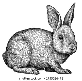 Black And White Engrave Isolated Rabbit Illustration