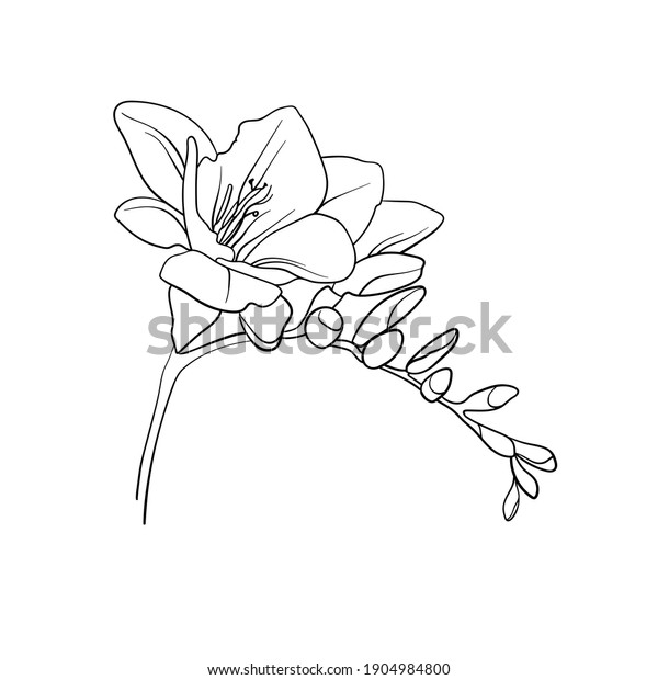 白い背景に白黒のフリーシア フリーシアのラインアートスタイル フリーシアは最小限 結婚式の招待に使う春の花 フリーシア ラインフラワー の イラスト素材