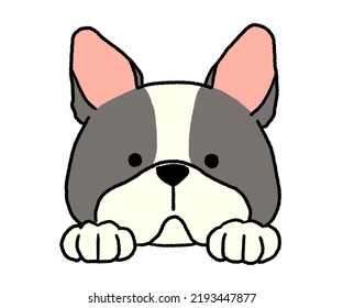 Black And White French Bulldog Face