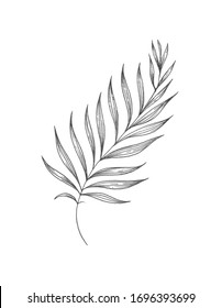 Black and white graphic illustration. Line work tattoo sketch simple branch
