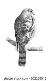 Black And White Hand Drawn Sketch Of A Hawk With Striped Tail Perching On Branch Showing Its Back In A Charcoal Pencil Drawing Or Bird Illustration.