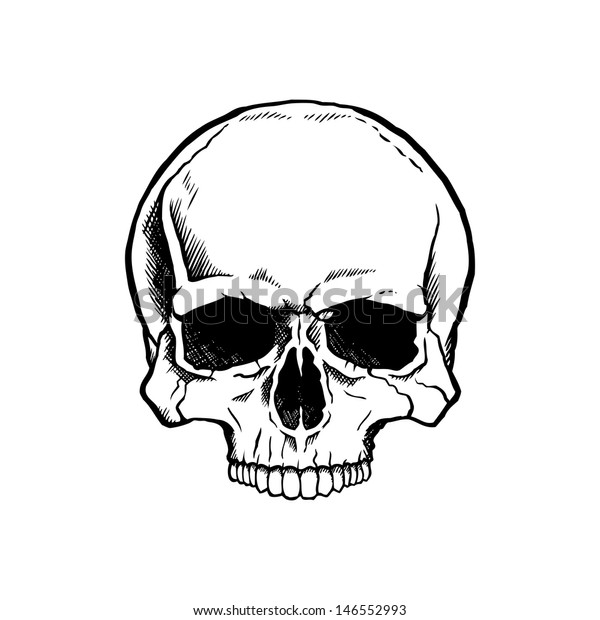 顎のない白黒の人間の頭蓋骨 のイラスト素材