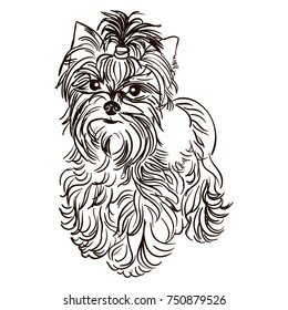 Black White Illustration Dog Breed Chowchow Stock Illustration 750879526