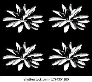 ハスの花とカエルの白黒のイラストをポップアートにしたもの のイラスト素材