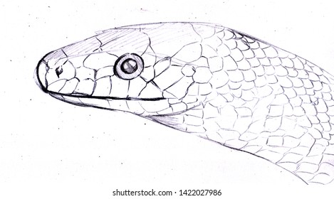 Snake Head Drawing Side