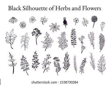 ハーブ 植物 花の白黒イラストセット デザイン用の手描きのグラフィックススケッチ のイラスト素材 Shutterstock
