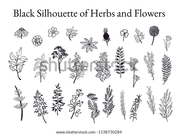 ハーブ 植物 花の白黒イラストセット デザイン用の手描きのグラフィックススケッチ のイラスト素材