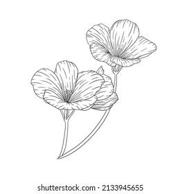 A Black And White Line Art Drawing Of A Wildflower. Line Drawing Wildflower Illustration 