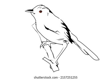 Black White Line Art Drawing Bird Stock Illustration 2157251255 ...