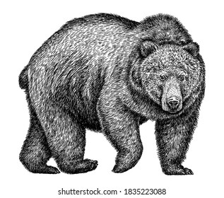 Black White Engrave Isolated Sloth Illustration Stock Illustration ...