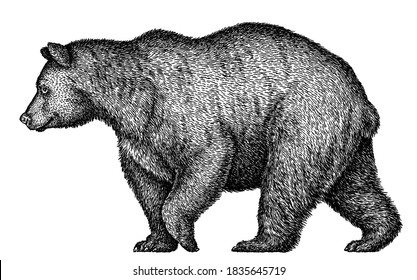 black and white linear paint draw bear illustration