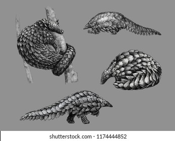 Black and white monochromatic freehand sketch of a pangolin