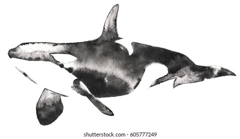 black and white monochrome painting with water and ink draw killer whale illustration
