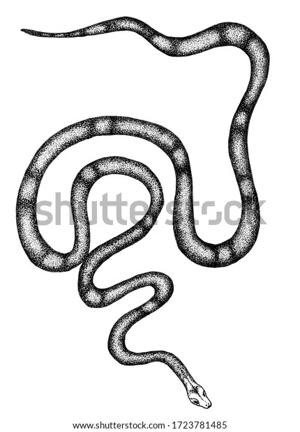 Black White Plain Milk Snake Stock Illustration 1723781485 | Shutterstock