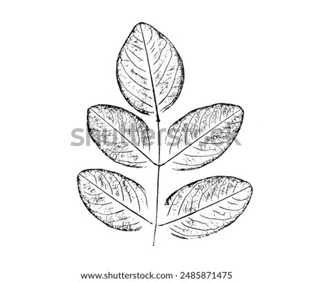 Black and white stamp impression of a leaf or plant with organic texture. Isolated leaf print for floral art or pattern.